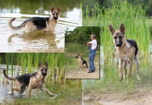 Farm Dog