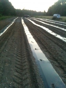 Raised Beds Vegetable