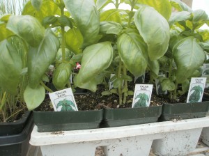 Starting Vegetable Plants