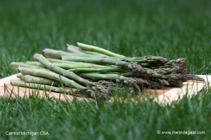 csaasparagus